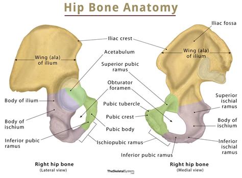 coxamac|Hip Bone (Coxal Bone) – Anatomy, Location, Functions, & Diagram.